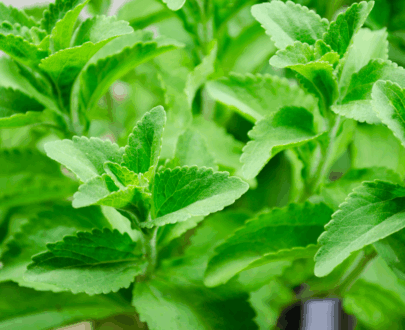 STEVIA LEAVES